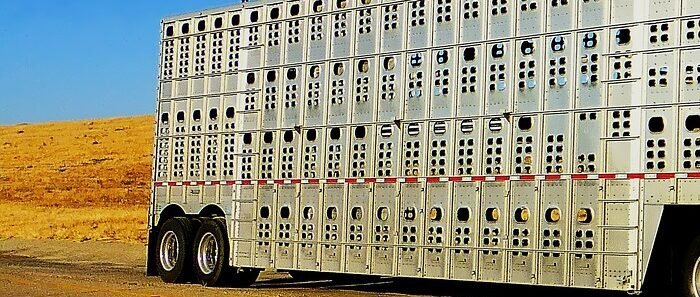 Trasporto animali vivi: si potrà derogare ai tempi di guida e di riposo