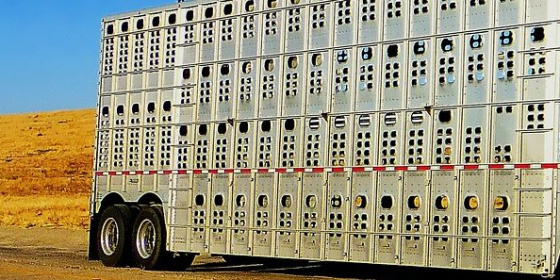 Trasporto animali vivi: si potrà derogare ai tempi di guida e di riposo