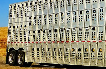 Trasporto animali vivi: nuovi obblighi formativi, tutte le novità per le imprese